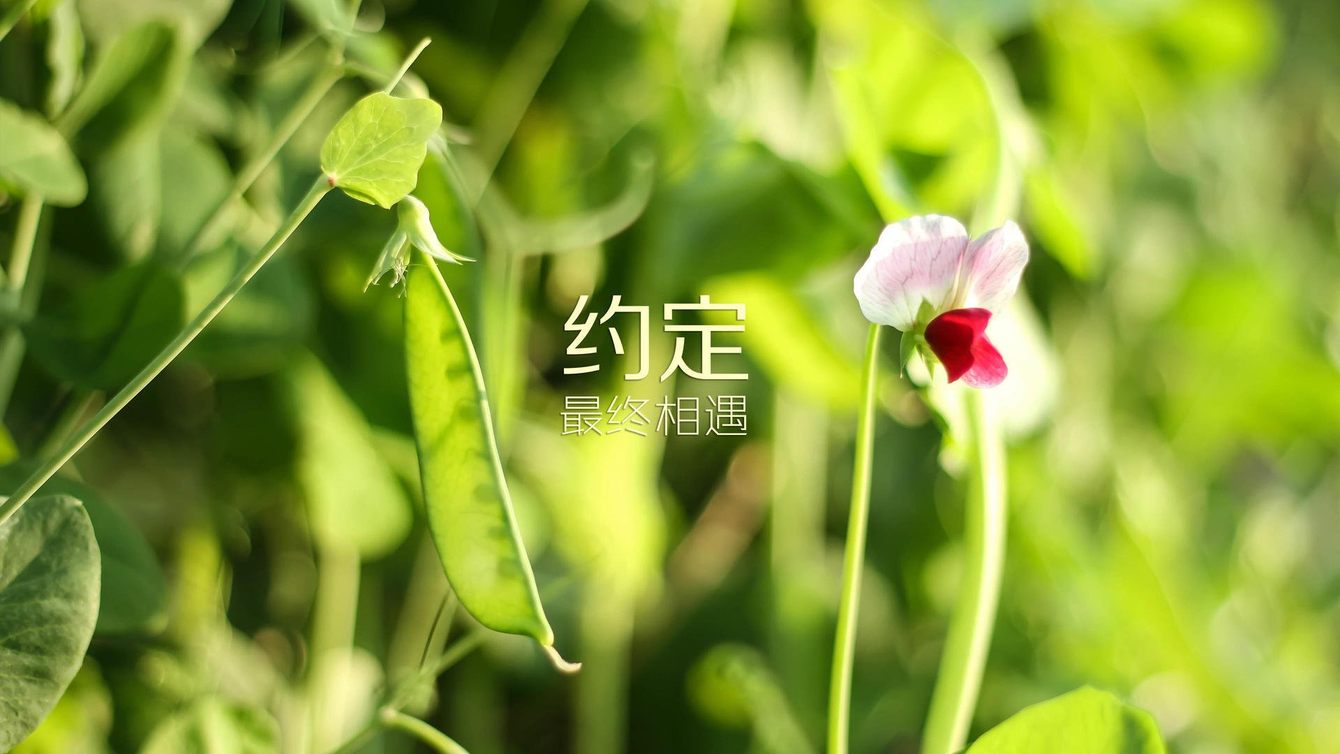 “激烈追逐：车队之间的巅峰对决”，激烈的追逐英语